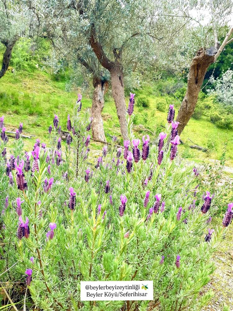 Beylerbeyi Zeytinliği Instagram gönderisi