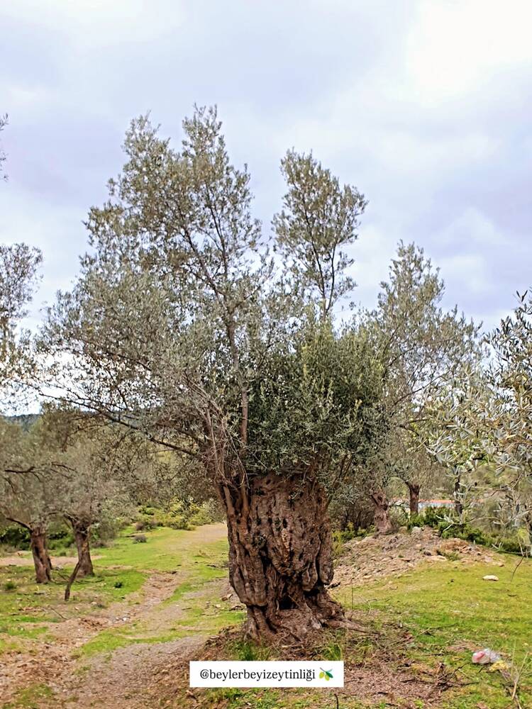 Beylerbeyi Zeytinliği Instagram gönderisi