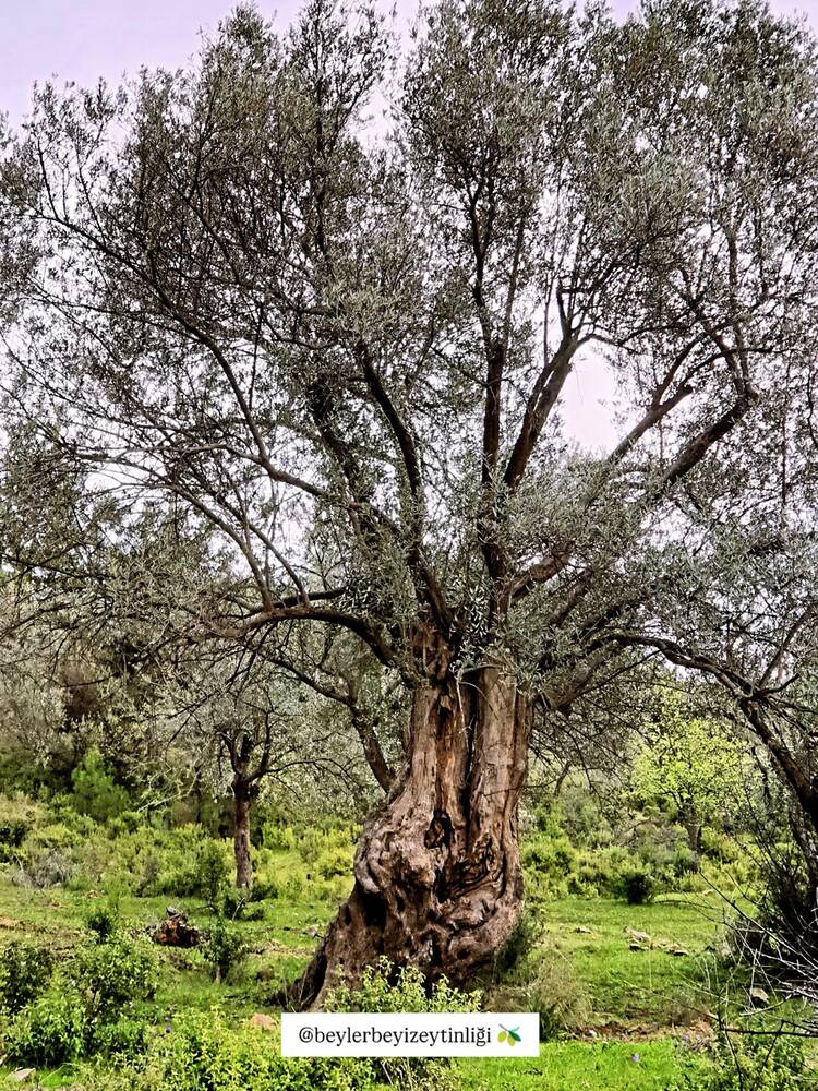 Beylerbeyi Zeytinliği Instagram gönderisi