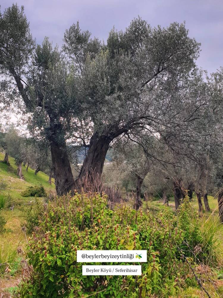 Beylerbeyi Zeytinliği Instagram gönderisi