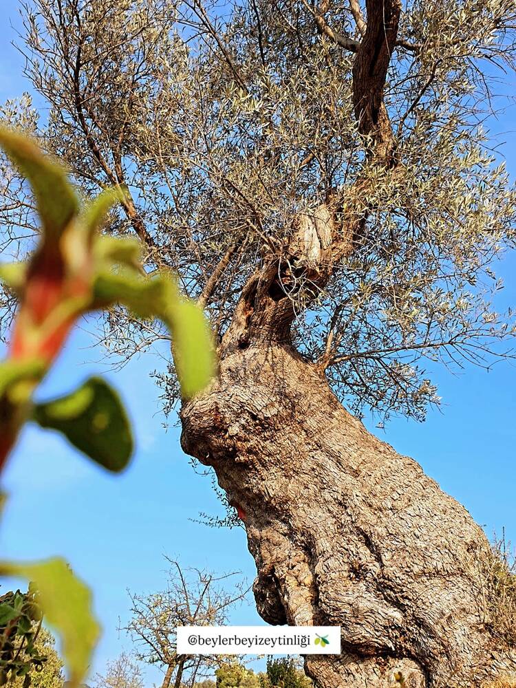 Beylerbeyi Zeytinliği Instagram gönderisi