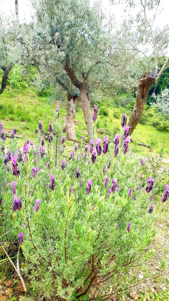 Lavantalar ve zeytin