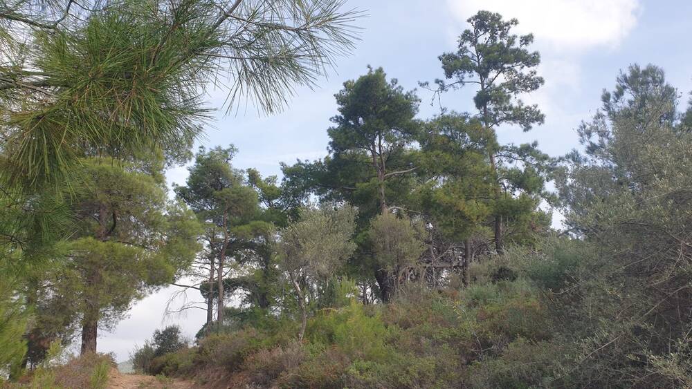 Beylerbeyi Zeytinliği