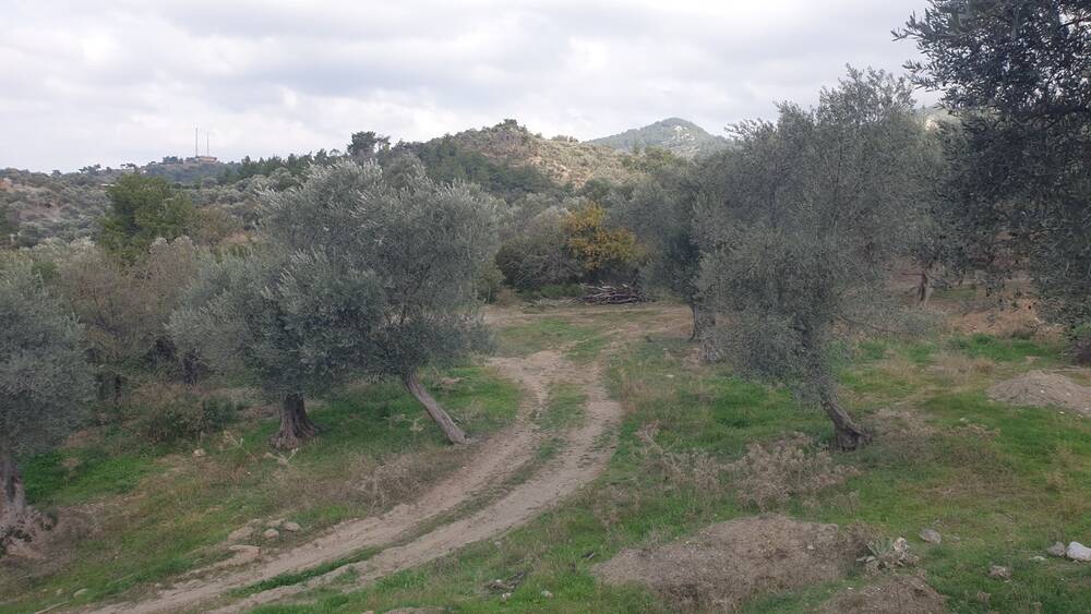 Beylerbeyi Zeytinliği
