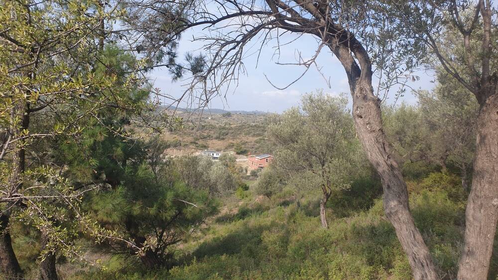 Beylerbeyi Zeytinliği