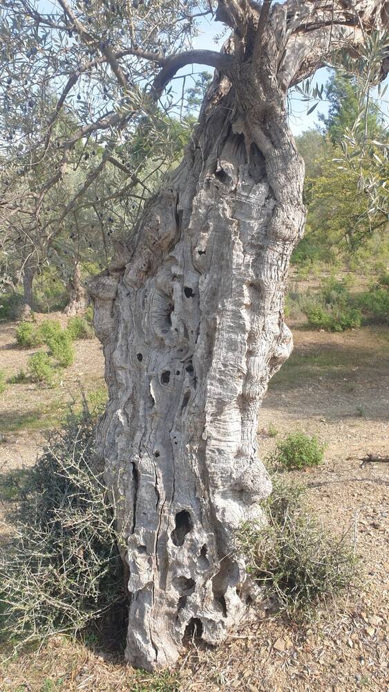 Kadim zeytin ağacının gövdesi