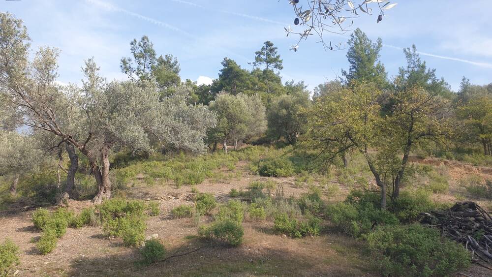 Beylerbeyi Zeytinliği