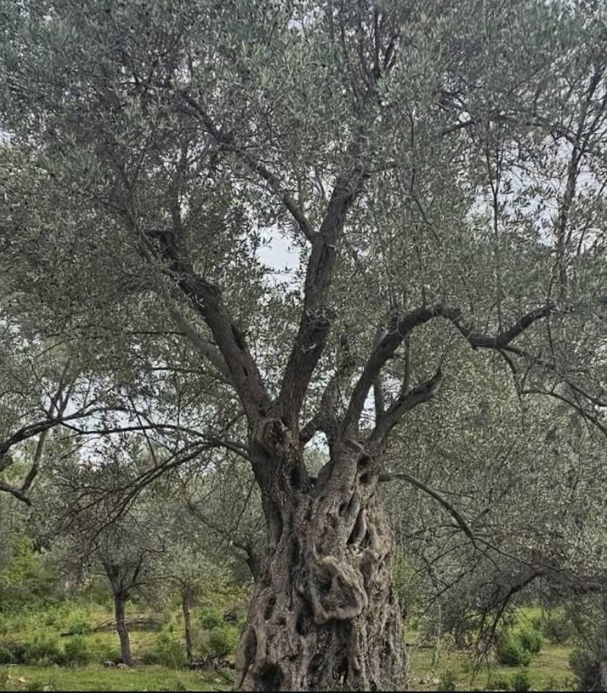 Zeytin ağacının dalları