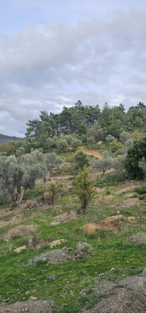 Beylerbeyi Zeytinliği
