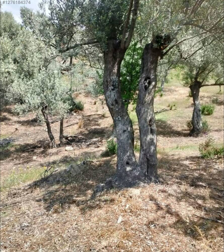 Yaşlı zeytin ağaçları