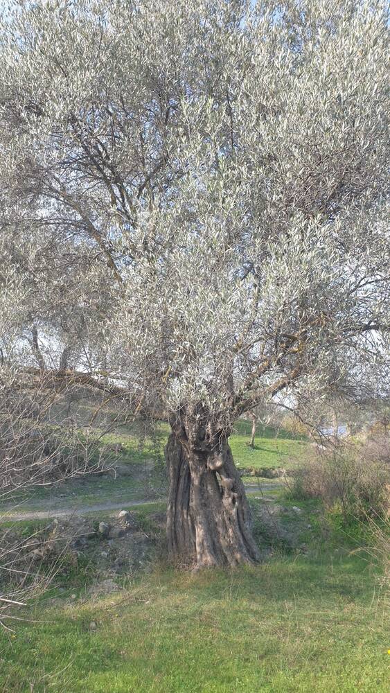 Beylerbeyi Zeytinliği