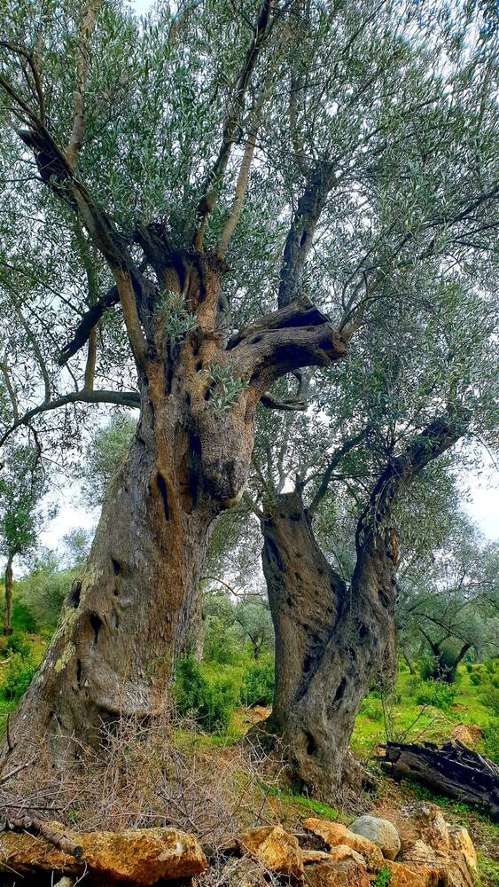 Asırlık zeytin ağacı