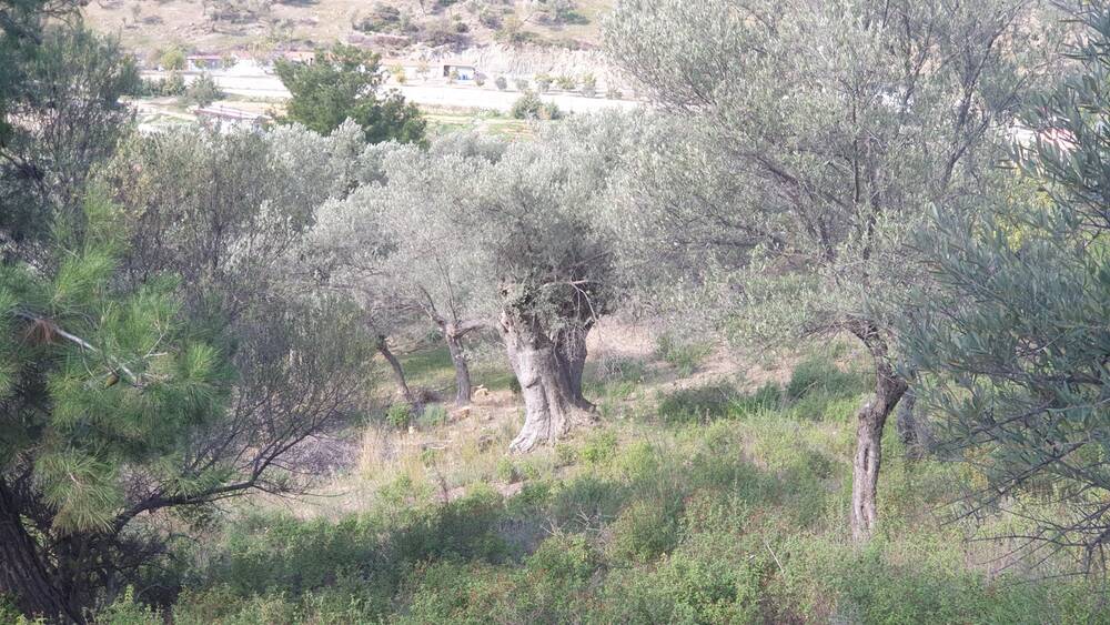 Beylerbeyi Zeytinliği
