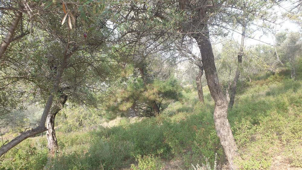 Beylerbeyi Zeytinliği