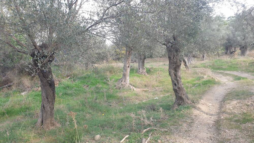 Beylerbeyi Zeytinliği